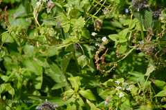 Codonopsis rotundifolia